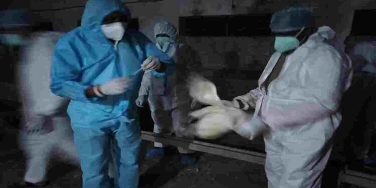 बिलासपुर में बर्ड फ्लू का कहर: 22 हजार पक्षी नष्ट, 10 किमी क्षेत्र में हाई अलर्ट