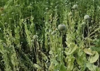 CG NEWS: अफीम की खेती के आरोप में भाजपा नेता विनायक ताम्रकर निलंबित