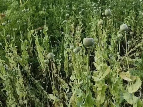 CG NEWS: अफीम की खेती के आरोप में भाजपा नेता विनायक ताम्रकर निलंबित