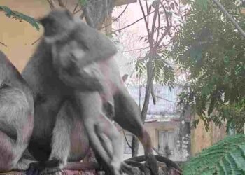 CG NEWS: मरे बच्चे को सीने से लगाकर घंटों भटकती रही लंगूर मां, भावुक कर देने वाला वीडियो वायरल