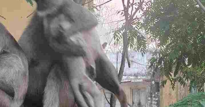 CG NEWS: मरे बच्चे को सीने से लगाकर घंटों भटकती रही लंगूर मां, भावुक कर देने वाला वीडियो वायरल