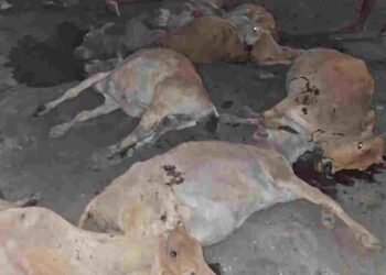 जांजगीर-चांपा में दर्दनाक हादसा: तेज रफ्तार कैप्सूल वाहन ने 12 गायों को कुचला, चालक गिरफ्तार