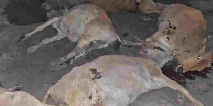 जांजगीर-चांपा में दर्दनाक हादसा: तेज रफ्तार कैप्सूल वाहन ने 12 गायों को कुचला, चालक गिरफ्तार