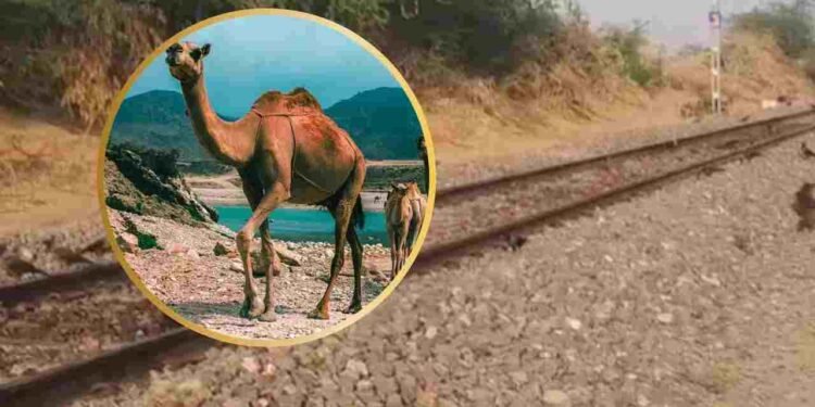 ट्रेन की चपेट में आए ऊंट, 6 की मौत