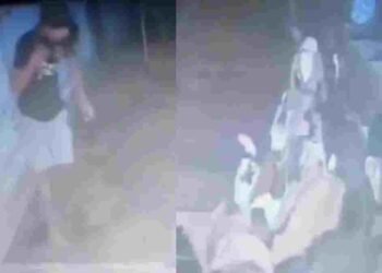 बिलासपुर में ईद से पहले बकरी चोरी, दीवार तोड़कर 17 बकरे-बकरियां ले उड़ा चोर, VIDEO