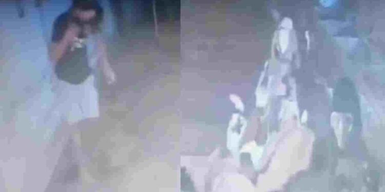 बिलासपुर में ईद से पहले बकरी चोरी, दीवार तोड़कर 17 बकरे-बकरियां ले उड़ा चोर, VIDEO