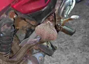 CG NEWS: घर में खड़ी बाइक में छिपा मिला काला कोबरा,  सांप देख युवक के उड़े होश