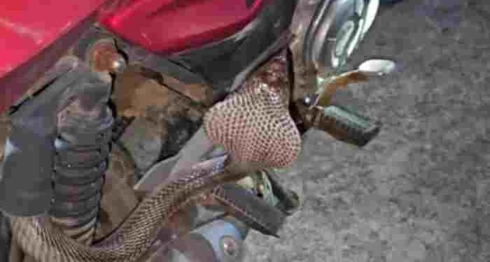 CG NEWS: घर में खड़ी बाइक में छिपा मिला काला कोबरा,  सांप देख युवक के उड़े होश