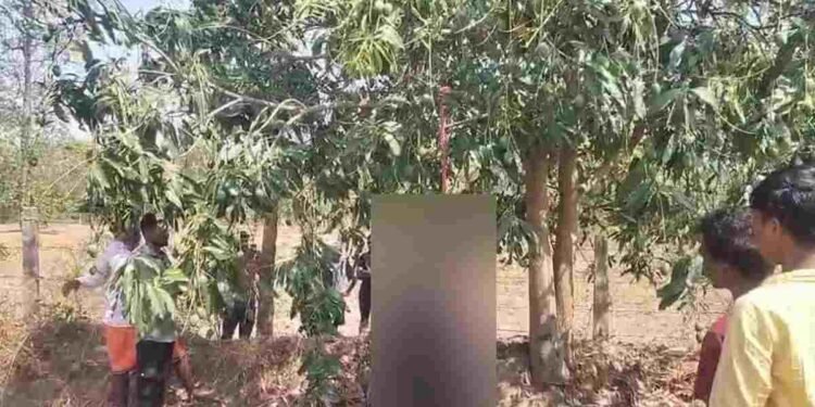 CG NEWS: इश्क का खौफनाक अंत: कीटनाशक पीने के बाद युवक-युवती ने आम के पेड़ पर लगाई फांसी