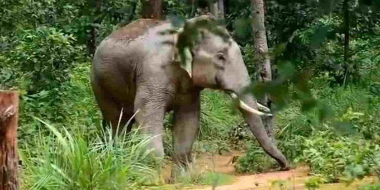 जशपुर में हाथी का हमला: दातून तोड़ने गए 83 वर्षीय बुजुर्ग की कुचलकर मौत, इलाके में दहशत