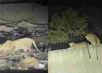 कांकेर में तेंदुओं की दस्तक से हड़कंप: नेशनल हाईवे के पास दिखा जोड़ा, गांव में दहशत