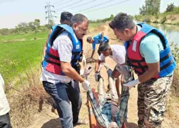 जांजगीर-चांपा ब्रेकिंग: धुरकोट नहर में मिला लापता युवक का शव, 16 घंटे के रेस्क्यू के बाद मिली सफलता