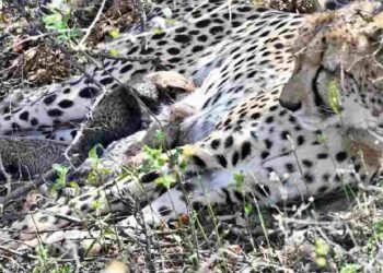 कूनो नेशनल पार्क से फिर मिली बड़ी खुशखबरी, चीता गामिनी ने 4 शावकों को दिया जन्म