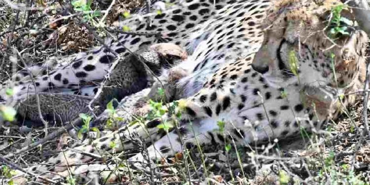कूनो नेशनल पार्क से फिर मिली बड़ी खुशखबरी, चीता गामिनी ने 4 शावकों को दिया जन्म