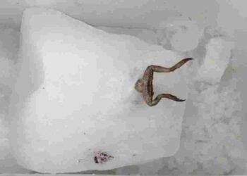 CG NEWS- जूस की बर्फ में मरा मेंढक, ग्राहकों में खलबली