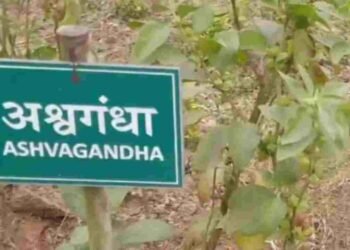 किसी भी फूड प्रोडक्ट में अश्वगंधा की पत्तियों पर रोक