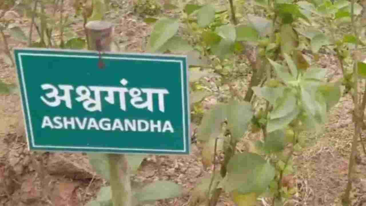 किसी भी फूड प्रोडक्ट में अश्वगंधा की पत्तियों पर रोक