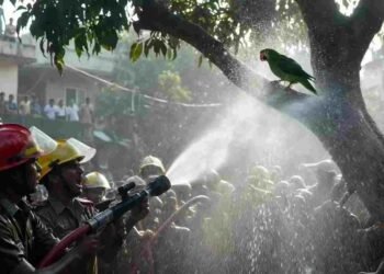 नारायणपुर में ‘VIP तोता’: पेड़ से तोते को उतारने बुला ली फायर बिग्रेड, बहा दिया हजारों लीटर पानी, video