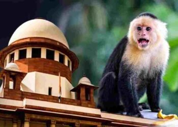 सुप्रीम कोर्ट में बंदर भगाने की नौकरी, जारी हुआ टेंडर