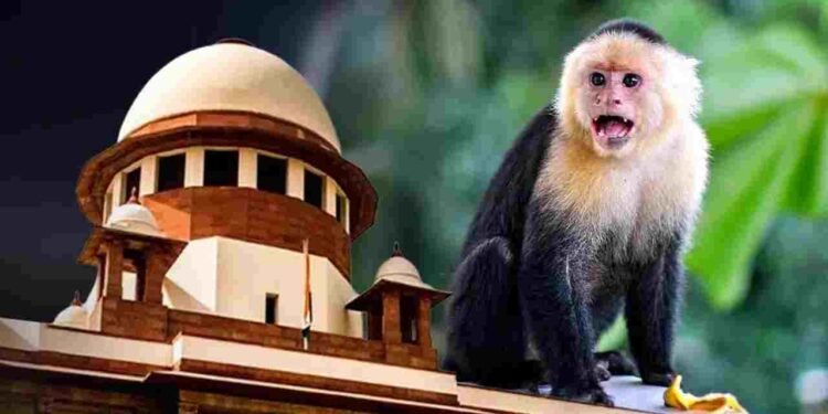 सुप्रीम कोर्ट में बंदर भगाने की नौकरी, जारी हुआ टेंडर