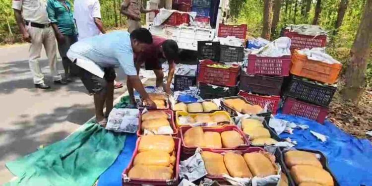 CG NEWS- आम के नीचे छिपा था नशे का खेल, 1 करोड़ से ज्यादा का गांजा जब्त