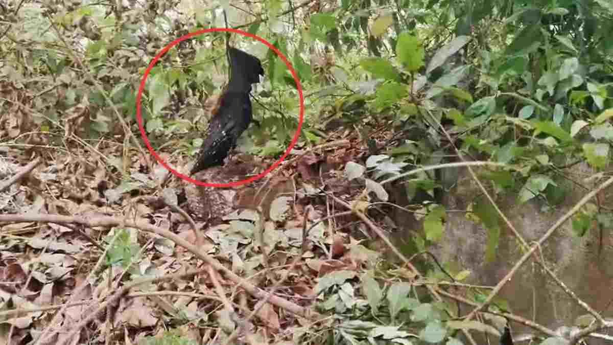 दल्लीराजहरा में चमगादड़ों की रहस्यमयी मौतों से बढ़ी चिंता, जांच के लिए भेजे गए सैंपल