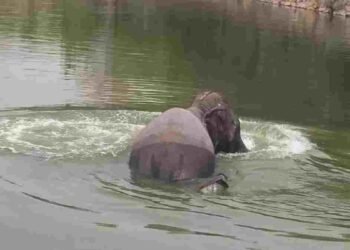 घोघरा डैम में मिला हाथी शावक का शव, डूबने से मौत की आशंका