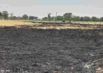 CG NEWS: किसान की सालभर की मेहनत मिनटों में राख; पचपेड़ी में शॉर्ट सर्किट से डेढ़ एकड़ खड़ी फसल जलकर खाक