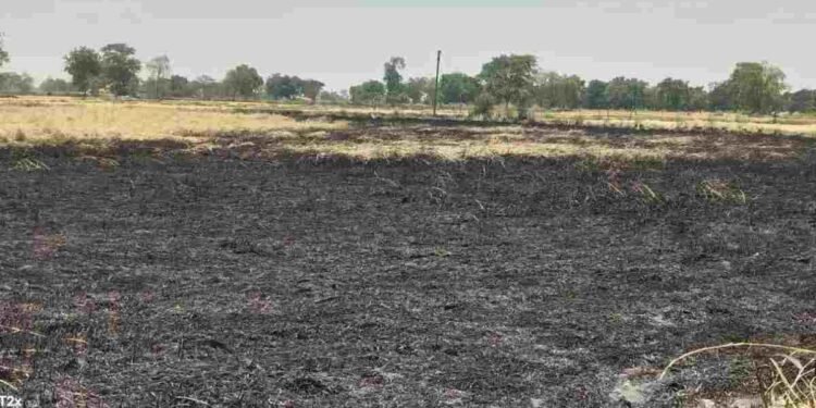 CG NEWS: किसान की सालभर की मेहनत मिनटों में राख; पचपेड़ी में शॉर्ट सर्किट से डेढ़ एकड़ खड़ी फसल जलकर खाक