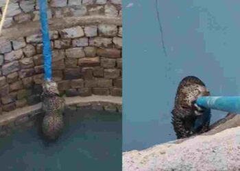 बालोद में कुएं में गिरा तेंदुआ, मोटर पाइप के सहारे 6 घंटे तक बचाई जान, video