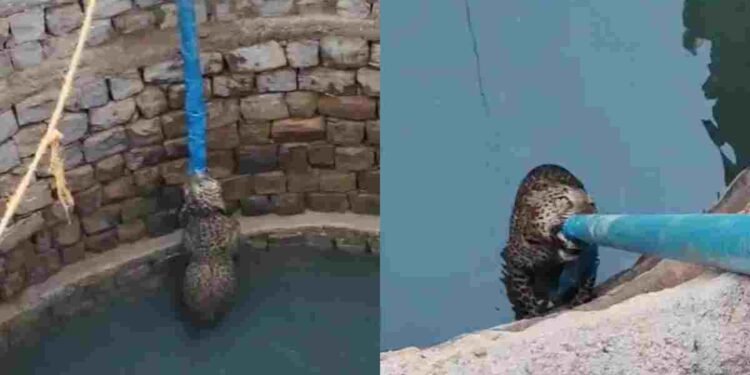 बालोद में कुएं में गिरा तेंदुआ, मोटर पाइप के सहारे 6 घंटे तक बचाई जान, video