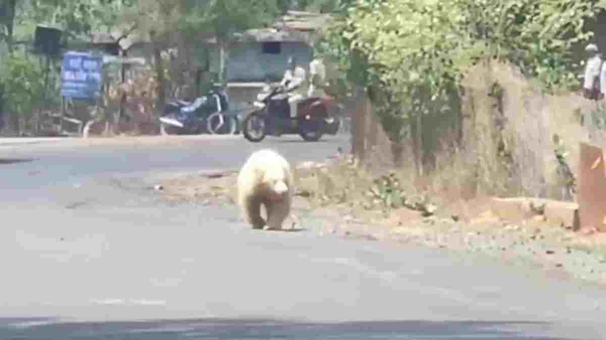 पेंड्रा में दिखा दुर्लभ सफेद भालू, ग्रामीणों में दहशत