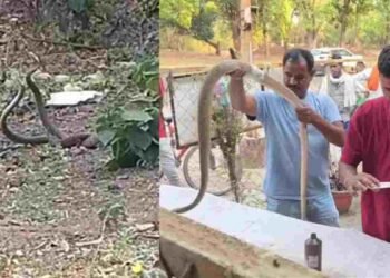 अजब-गजब: पेंड्रा में दो सांपों के बीच हुई ‘गंगवार’, घायल सांप का स्ट्रेचर पर हुआ इलाज, VIDEO