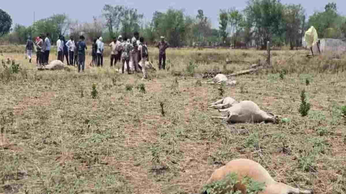 राजनांदगांव की दर्दनाक खबर: आंधी-तूफान के कारण खेत में गिरा बिजली का तार, करंट की चपेट में आने से 15 मवेशियों की मौत, ग्रामीणों में आक्रोश