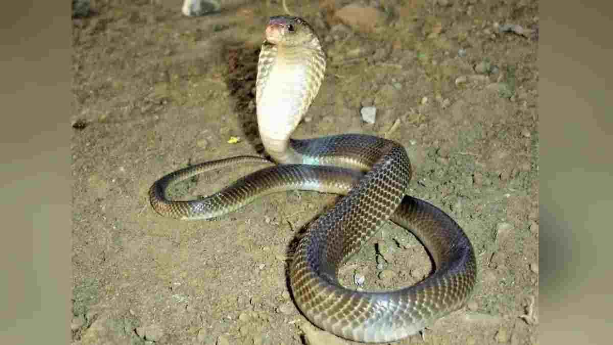 CG NEWS- जहरीले सांप के डसने से नानी-नातिन की मौत, गांव में पसरा मातम