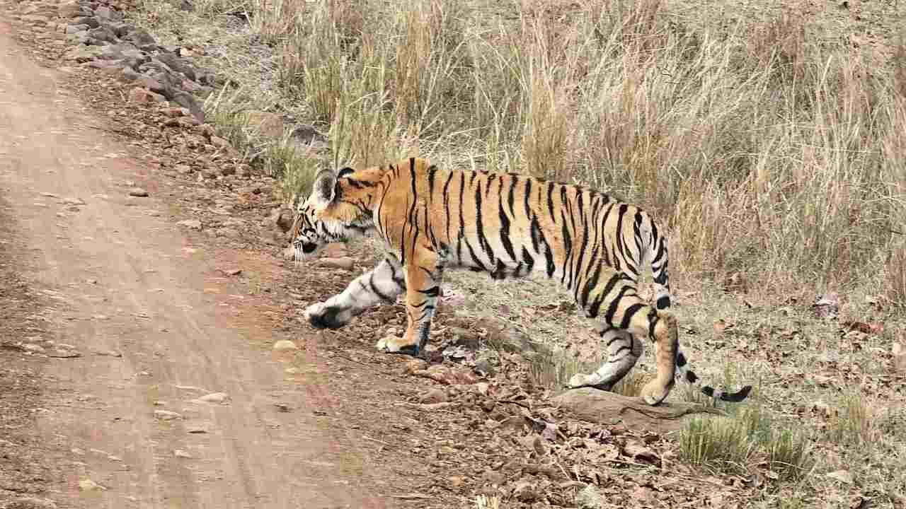 कान्हा में खतरनाक वायरस का कहर, 2 महीने में 7 बाघों की मौत