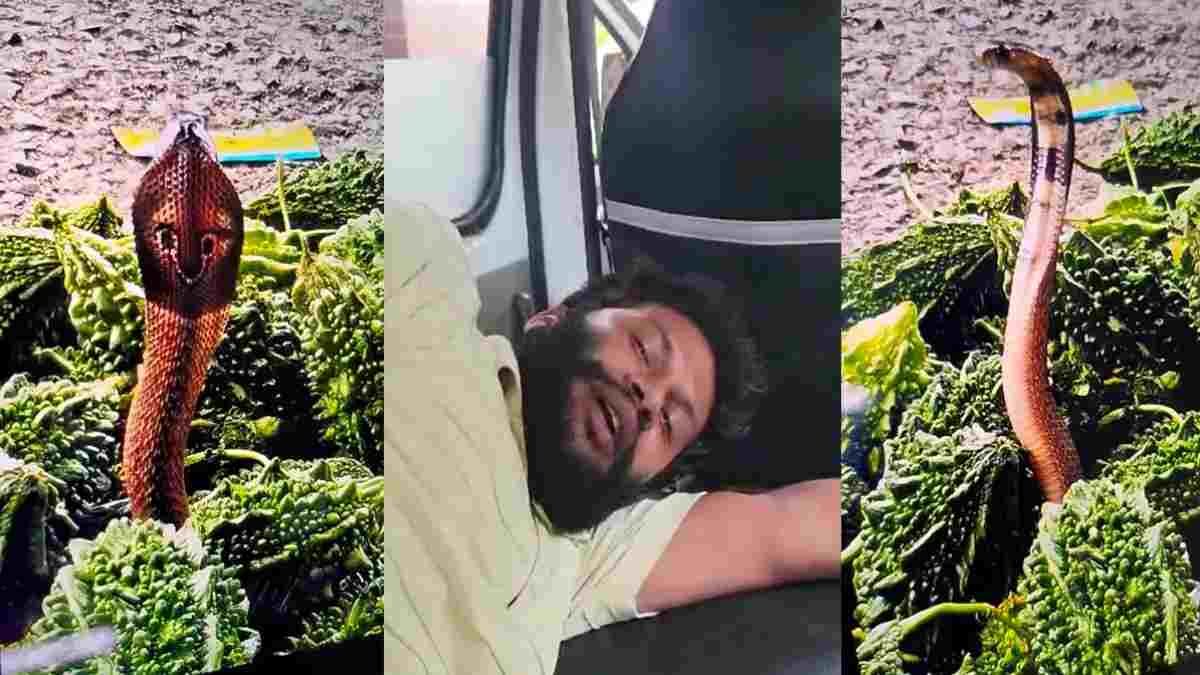 CG NEWS- साप्ताहिक बाजार में सब्जी खरीद रहे युवक को करेलों के बीच छिपे कोबरा ने डसा; मची अफरा-तफरी, अस्पताल में भर्ती