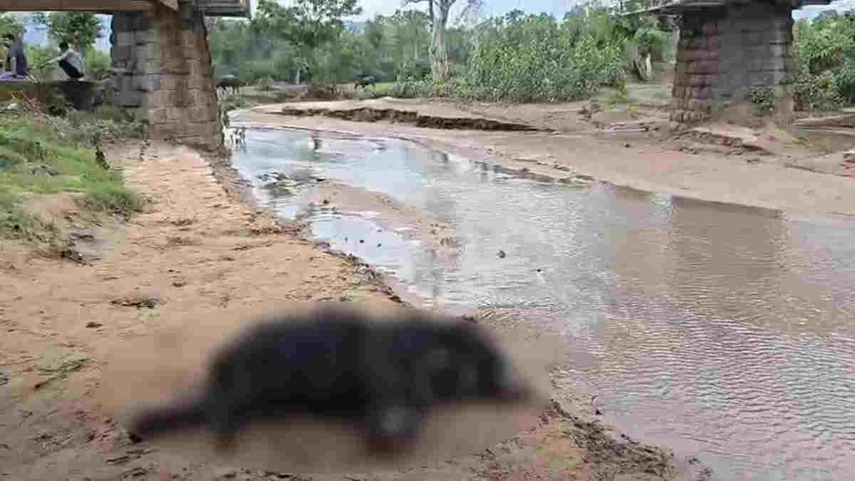 CG NEWS: रेलवे ट्रैक के पास मिला अधेड़ भालू का शव; ट्रेन की चपेट में आने से मौत की आशंका