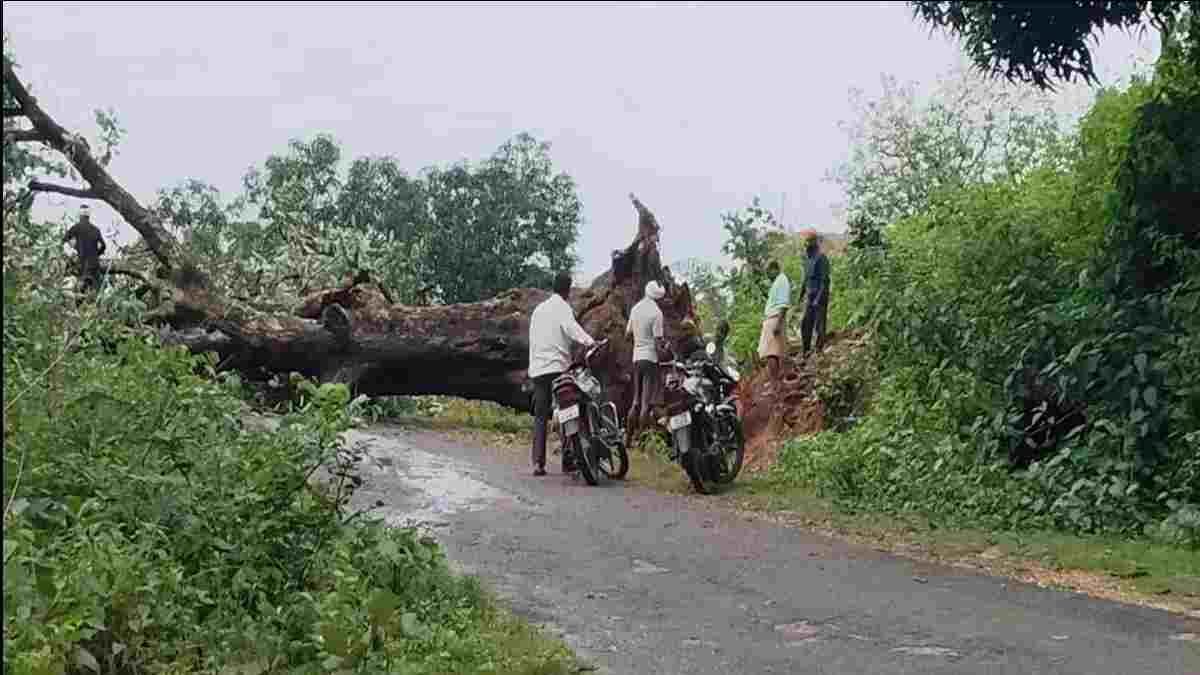 आंधी-बारिश में गिरा विशाल महुआ का पेड़, सेदम-मैनपाट मार्ग बंद; ग्रामीणों को 20 किमी अतिरिक्त सफर की मजबूरी