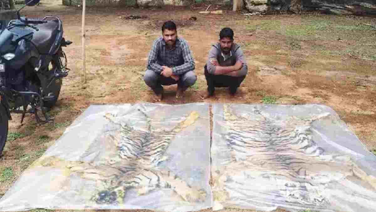 इंद्रावती टाइगर रिजर्व में बड़ा खुलासा: 2 बाघों के कंकाल बरामद, 5 शिकारी गिरफ्तार; 4 बाघों के शिकार की आशंका