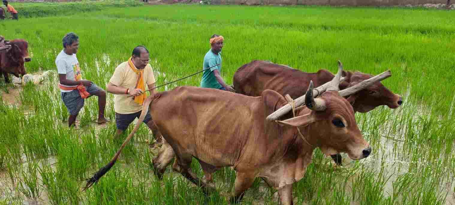 मुख्यमंत्री विष्णु देव साय का अनोखा अंदाज: गृहग्राम बगिया में खेत में उतरकर चलाई बैलों की जोड़ी, पारंपरिक तरीके से की बियासी