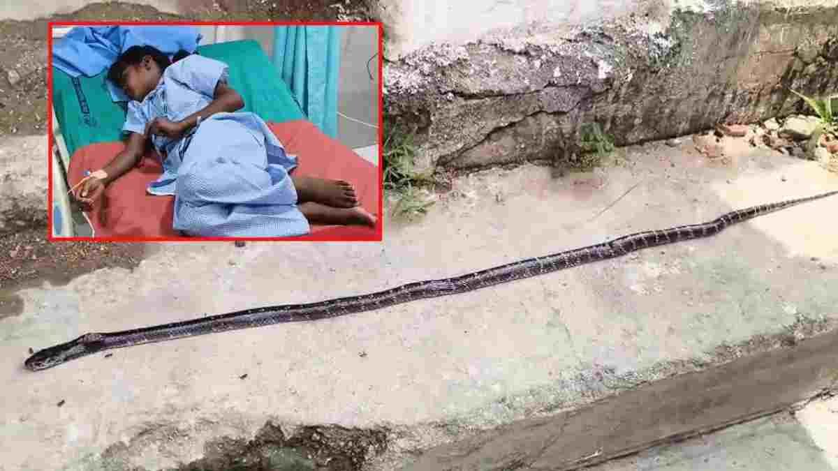 छात्रावास में घुसा जहरीला सांप, सो रही 6 छात्राओं को डसा; इलाज के दौरान 3 की मौत, 3 का इलाज जारी