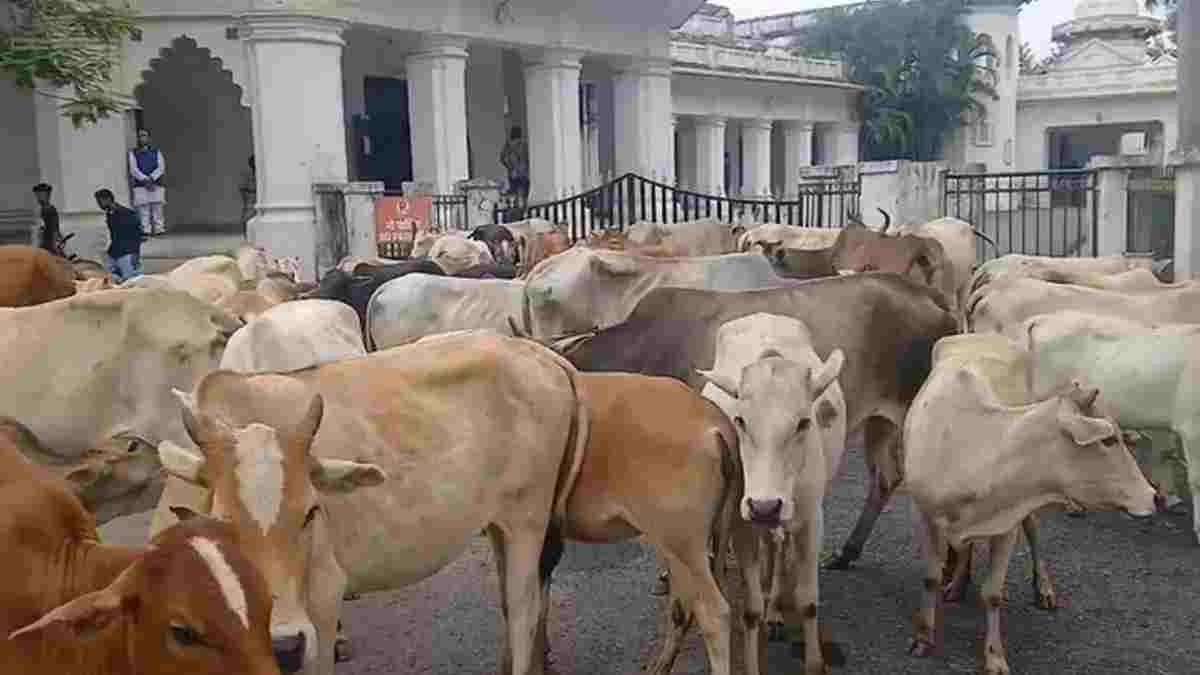आवारा मवेशियों की समस्या पर भकुरा के ग्रामीणों का अनोखा प्रदर्शन, कलेक्ट्रेट के बाहर पहुंचाया मवेशियों का झुंड
