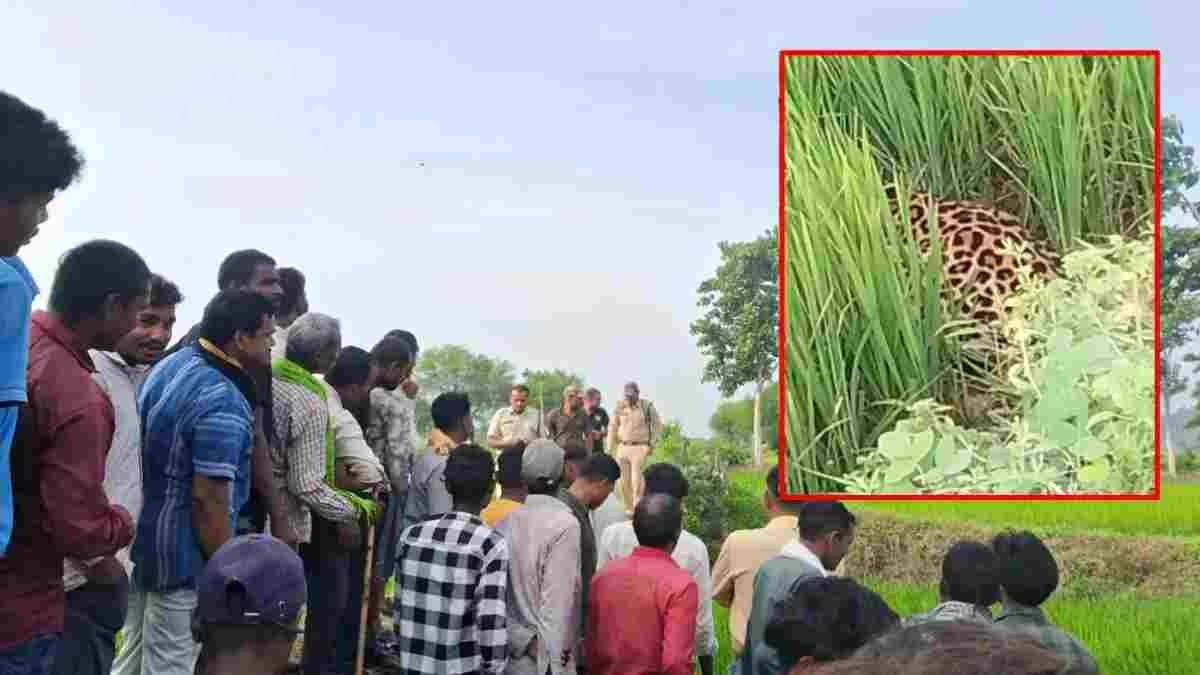 कवर्धा में खेतों के बीच दिखा तेंदुआ, ग्रामीणों में दहशत; 4-5 बकरियों के शिकार का दावा