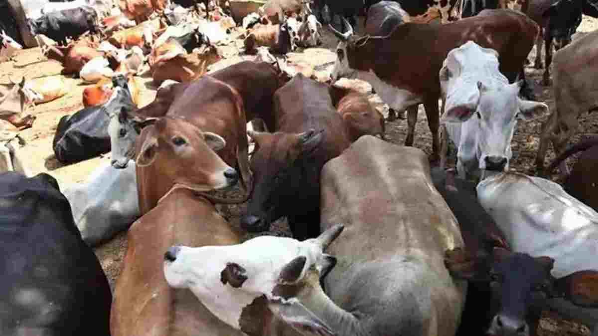 CG NEWS- कांजी हाउस में 2 दिन में 11 मवेशियों की मौत, बदबू फैलने पर खुला मामला