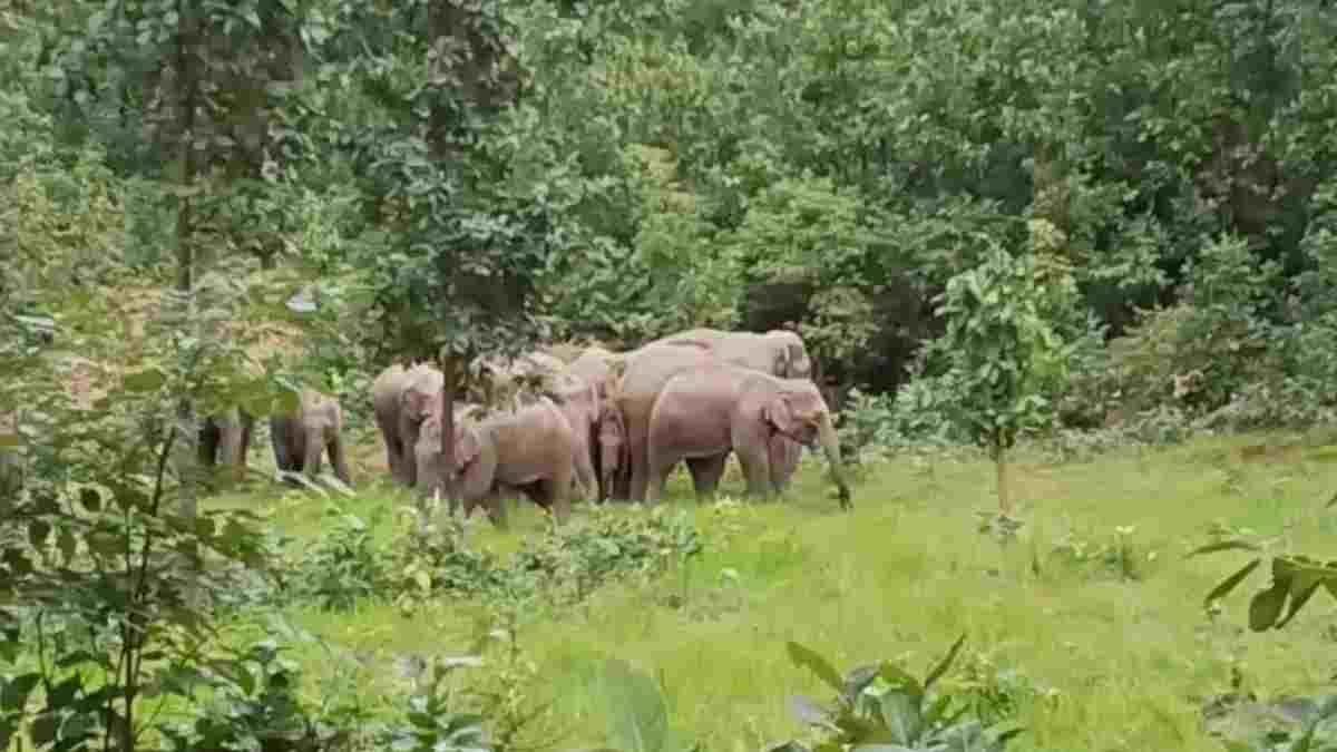 उदयपुर में हाथियों का हमला, शौच के लिए निकले 65 वर्षीय बुजुर्ग गंभीर घायल