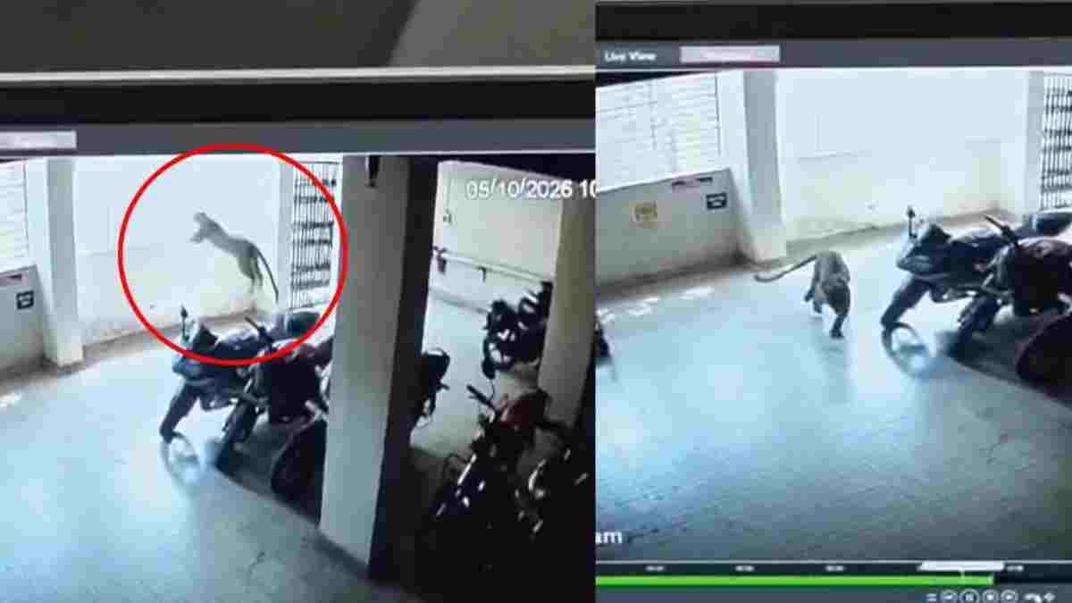 कवर्धा शहर में तेंदुआ दिखने से हड़कंप, अस्पताल की पार्किंग में पहुंचा; वन विभाग का रेस्क्यू ऑपरेशन जारी