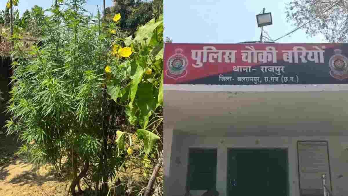 बलरामपुर में गांजे की अवैध खेती पर पुलिस का शिकंजा, 112 पौधे जब्त; एक आरोपी गिरफ्तार