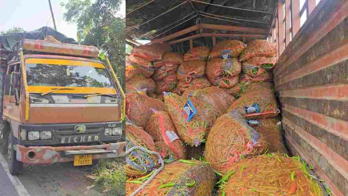 मिर्ची की बोरियों के नीचे छिपाकर ले जा रहे थे 440 किलो गांजा, जशपुर में 2.40 करोड़ की जब्ती